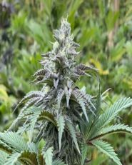 Zkit Kandy Dream Auto by Kannabia