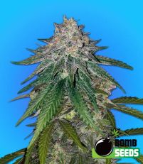 Zkittlez Gum Bomb Feminized - Bomb Seeds