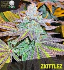 Zkittlez by Black Skull Seeds 
