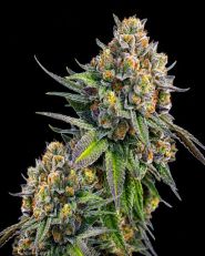 Zkittlez Autoflower - Nirvana Seeds