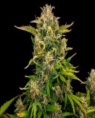 Zkittlez Auto by Kannabia