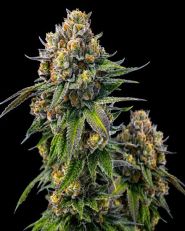 Zkittlez Feminized - Nirvana Seeds