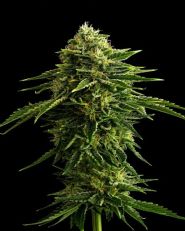 Zkittlez Feminized by Kannabia