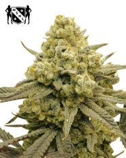 Zoap Feminized by MSNL Seeds