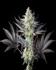 Zoap Rose Feminized by Kannabia 