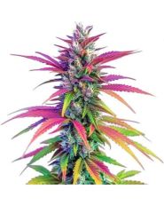 Zombie Death Fuck Strain by Blimburn