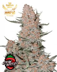 Ztrawberriez Auto by Fast Buds