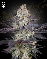 Ztrawberry Feminized