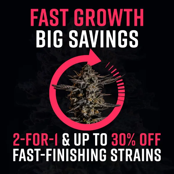 Breeder Sale (June 2026)